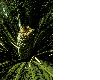 image of Macrozamia moorei