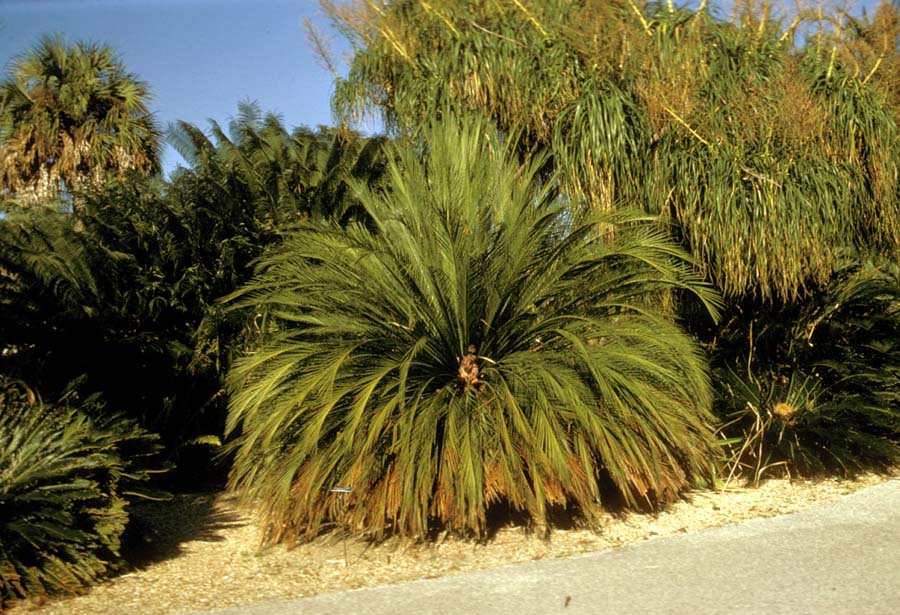 Zamiaceae Macrozamia moorei