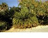 image of Macrozamia moorei