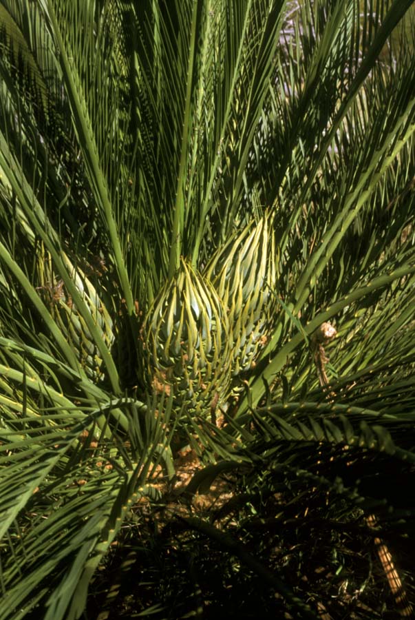 Zamiaceae Macrozamia riedlei