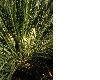 image of Macrozamia riedlei