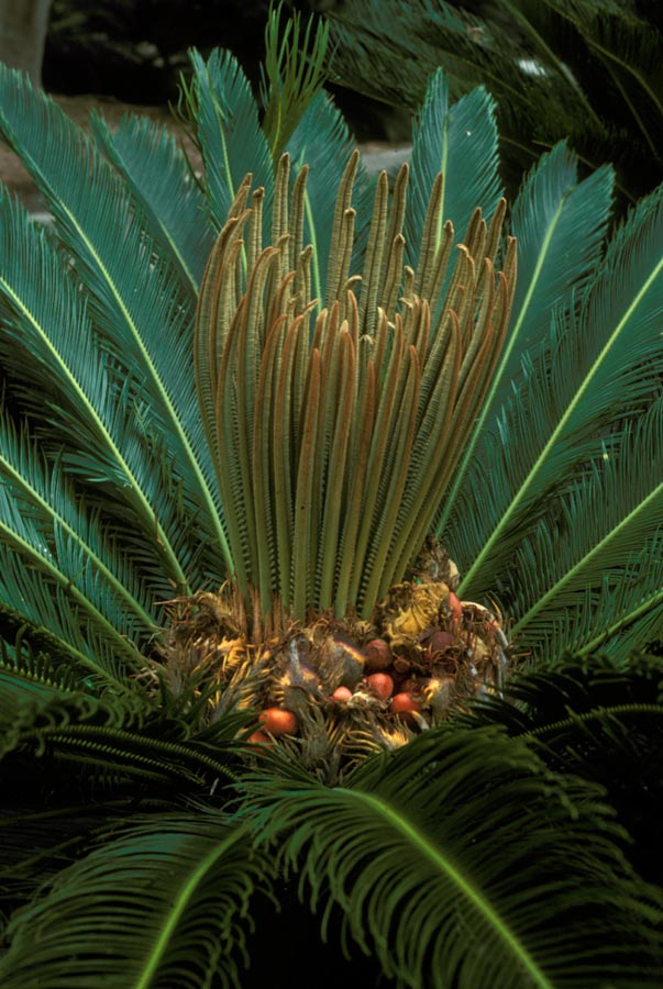 Cycadaceae Cycas revoluta
