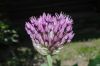 image of Allium caeruleum