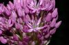 image of Allium caeruleum