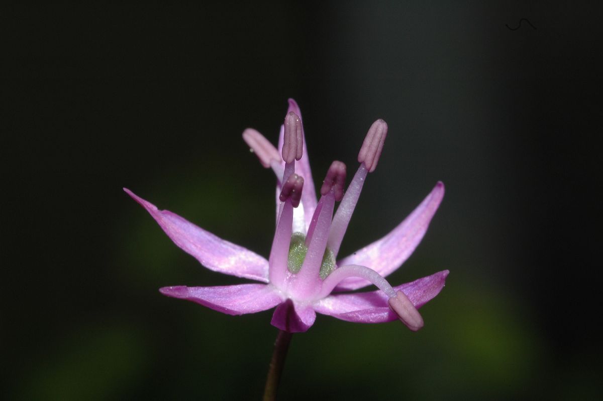 Amaryllidaceae Allium caeruleum