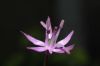 image of Allium caeruleum
