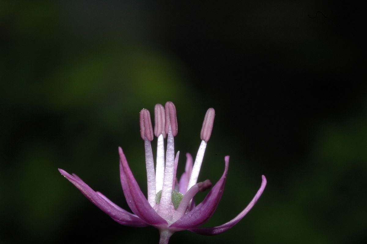 Amaryllidaceae Allium caeruleum
