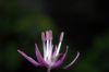 image of Allium caeruleum
