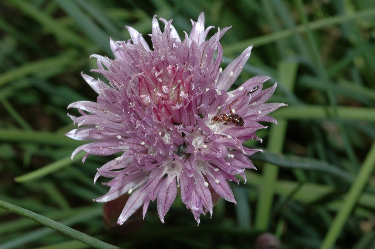 Amaryllidaceae Allium schoenoprasum