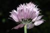 image of Allium schoenoprasum