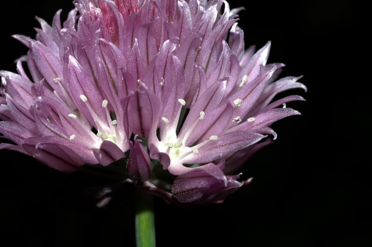 Amaryllidaceae Allium schoenoprasum