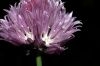 image of Allium schoenoprasum