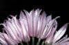 image of Allium schoenoprasum