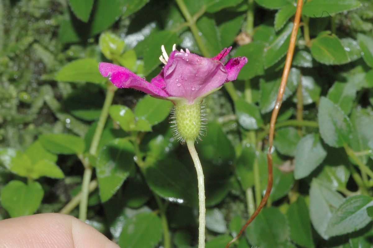 Melastomataceae Heterocentron elegans