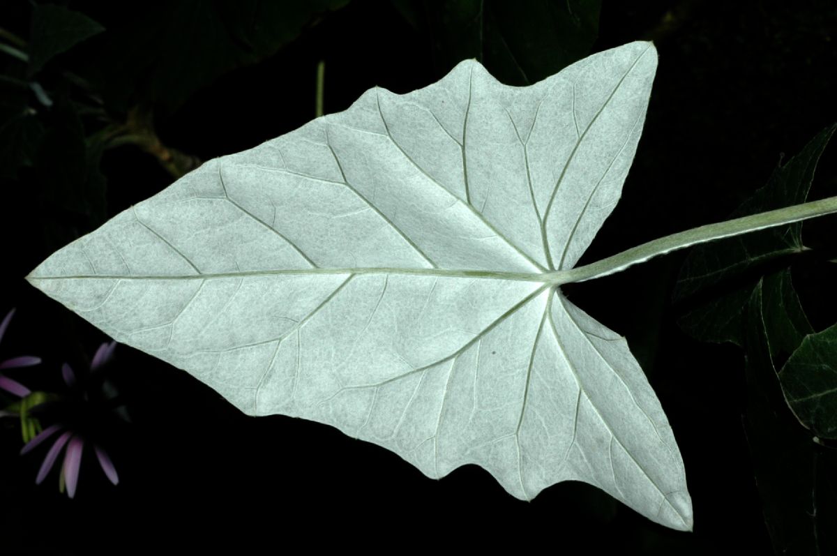 Asteraceae Onoseris weberbaureri