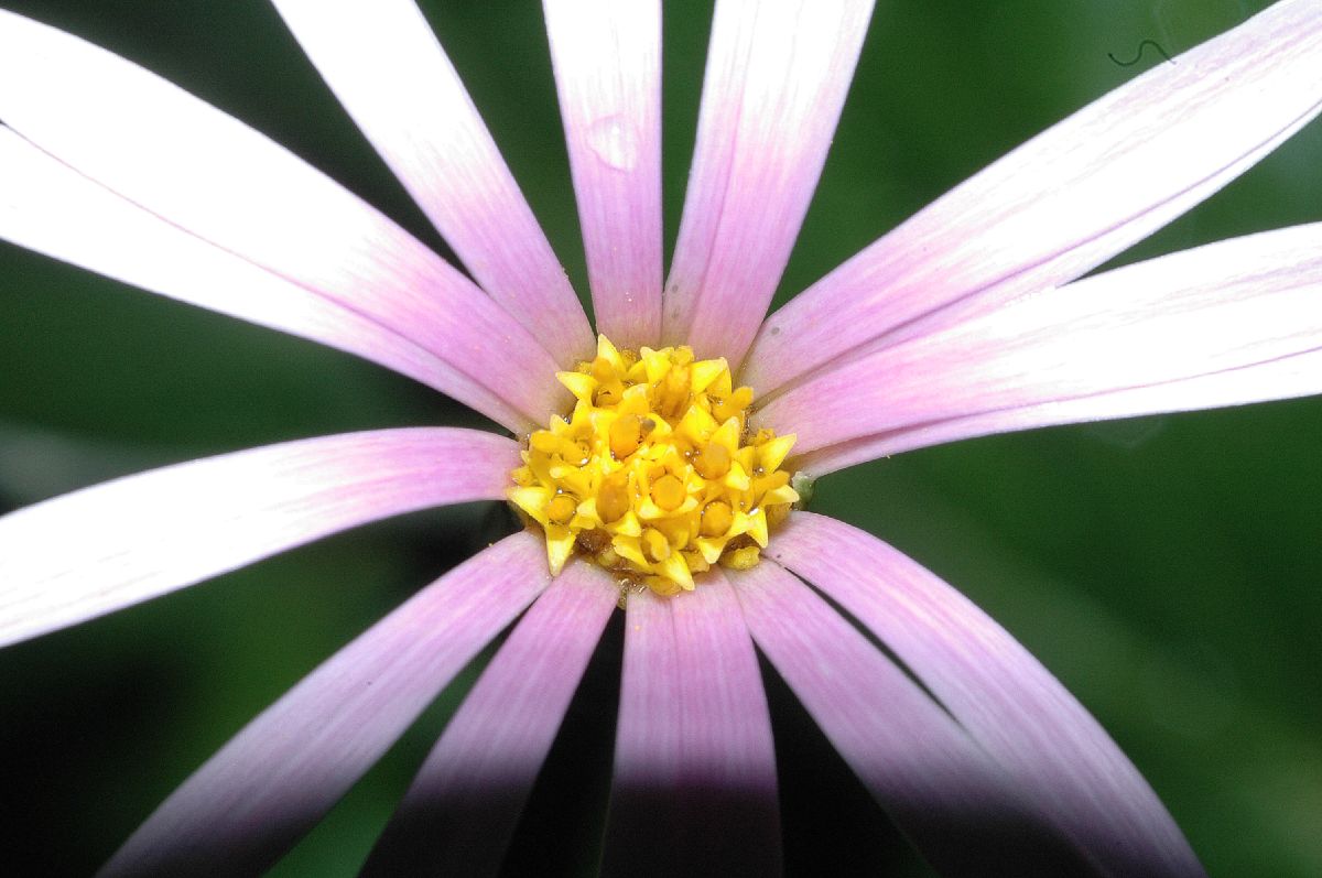 Asteraceae Onoseris weberbaureri