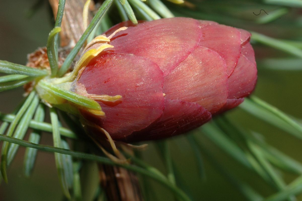 Pinaceae Larix laricina