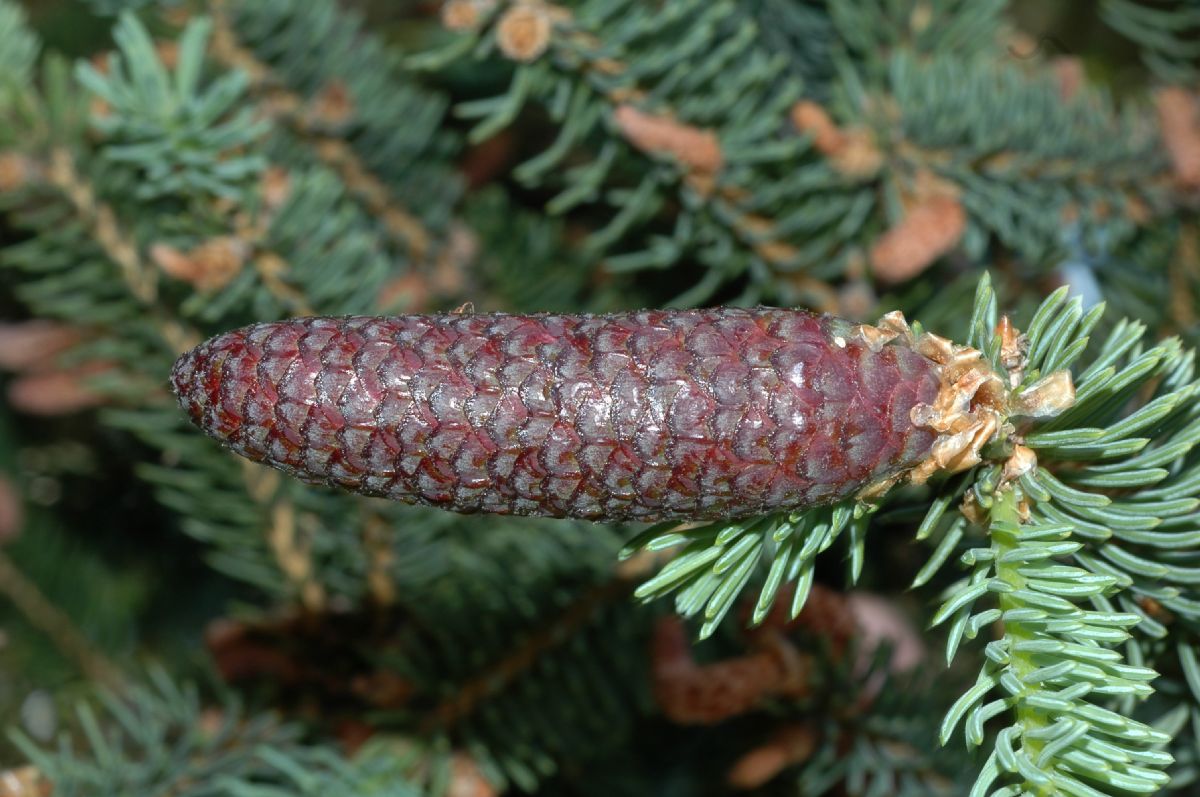 Pinaceae Picea asperata