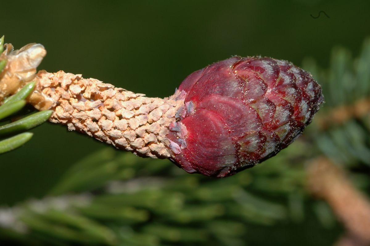 Pinaceae Picea asperata