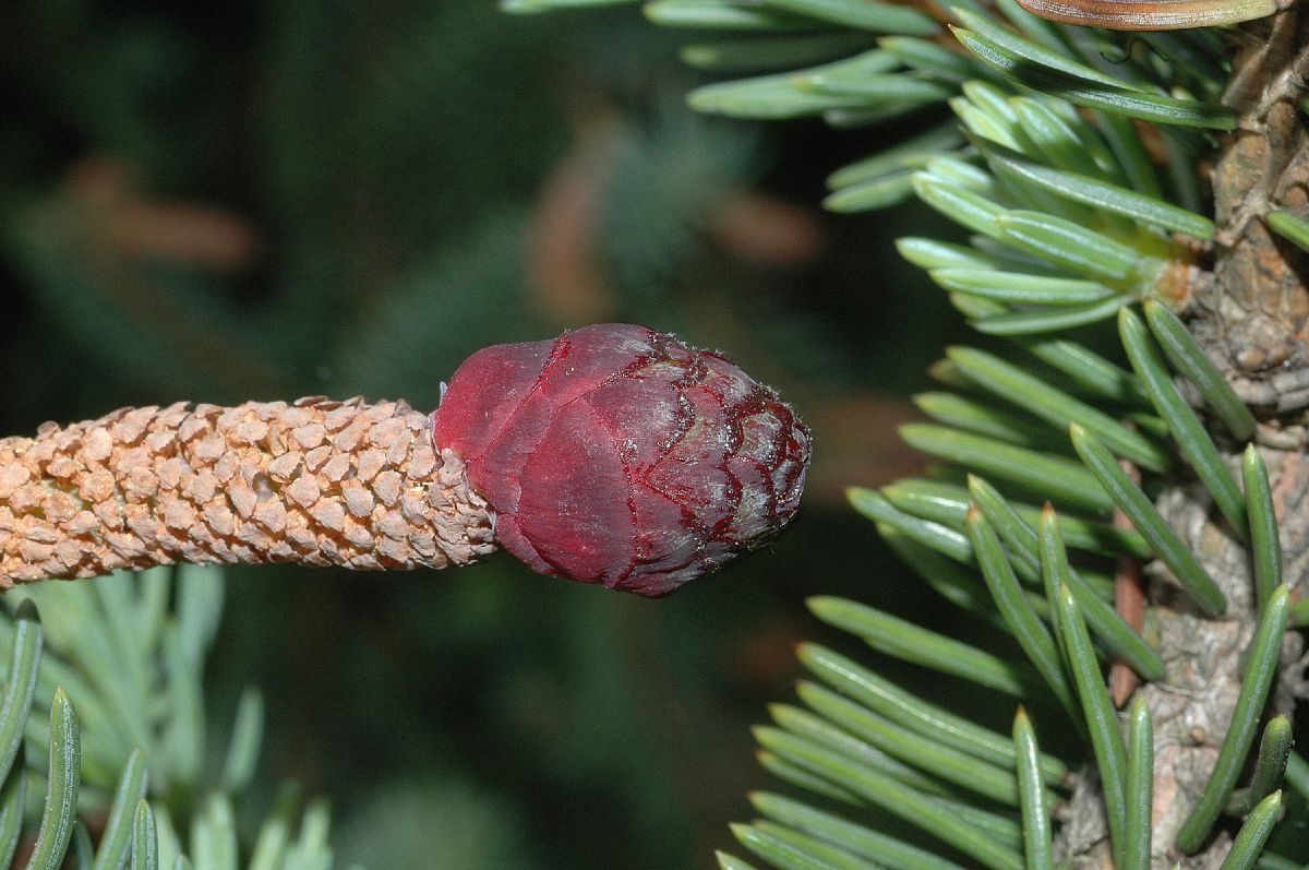 Pinaceae Picea asperata