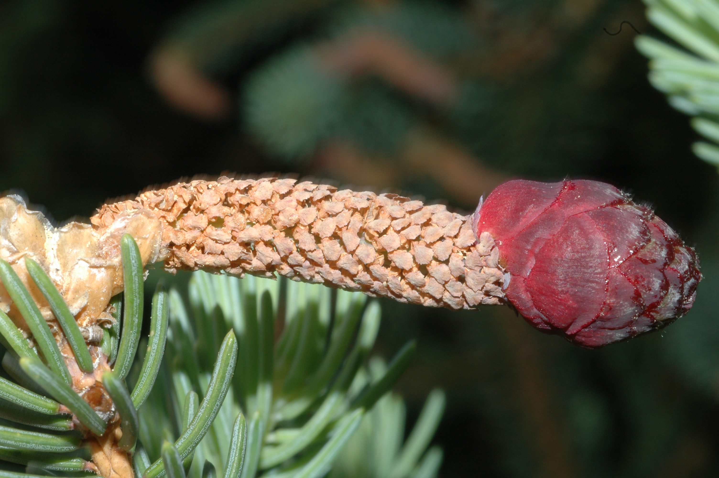 Pinaceae Picea asperata