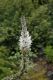 image of Asphodelus albus