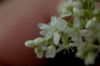 image of Persicaria polystachya