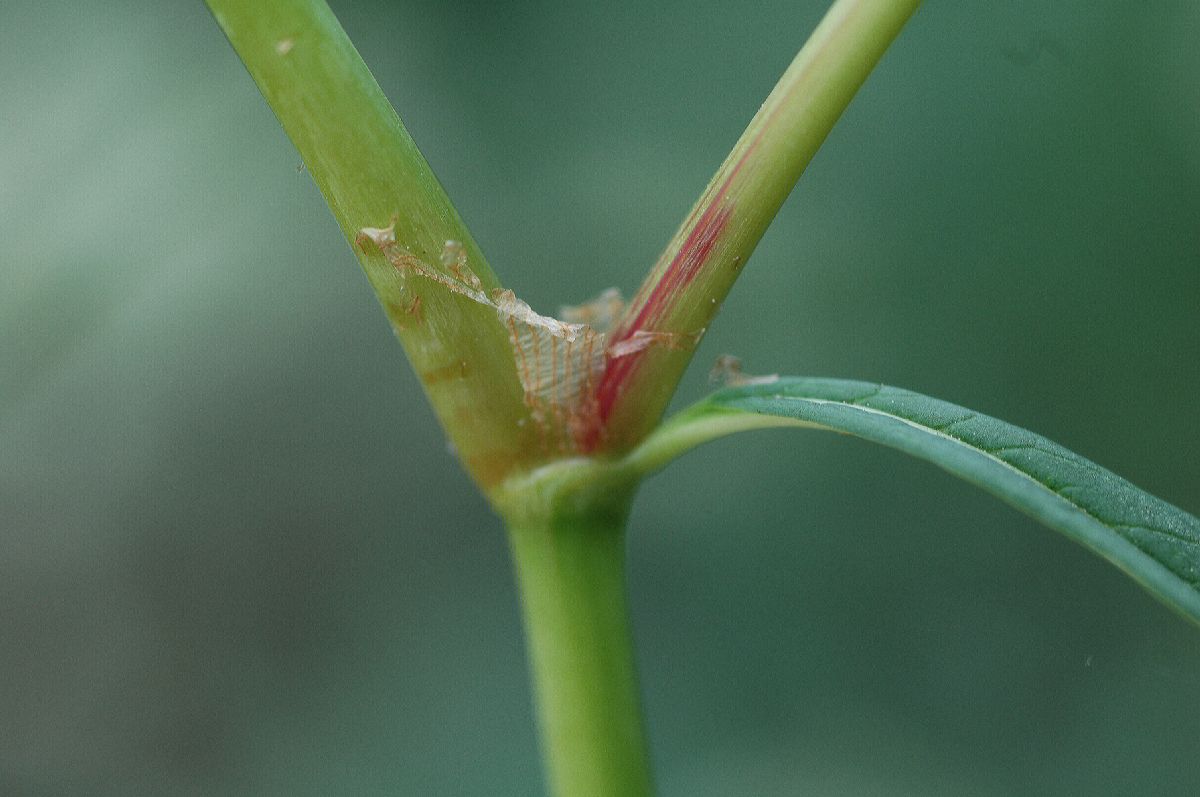 Polygonaceae Persicaria polystachya