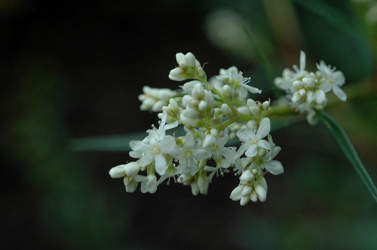 Polygonaceae Persicaria polystachya