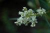 image of Persicaria polystachya