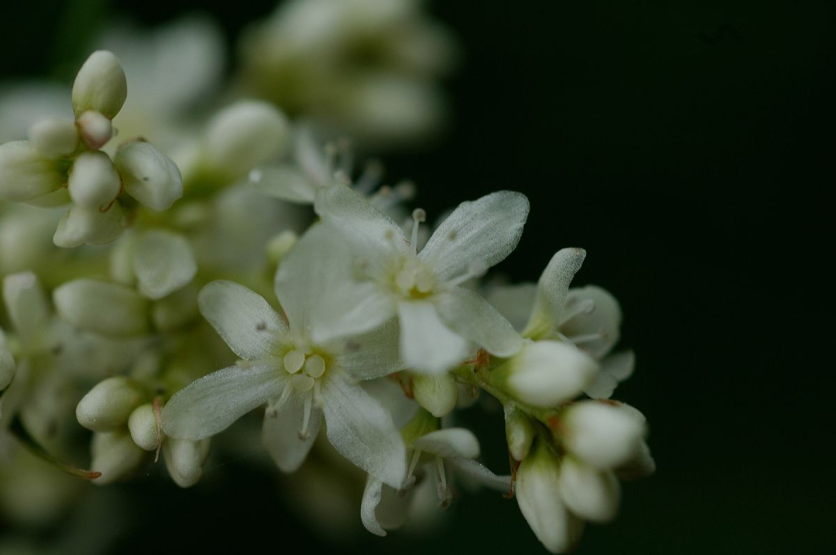 Polygonaceae Persicaria polystachya