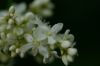 image of Persicaria polystachya