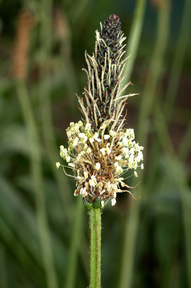 Plantaginaceae Plantago australis