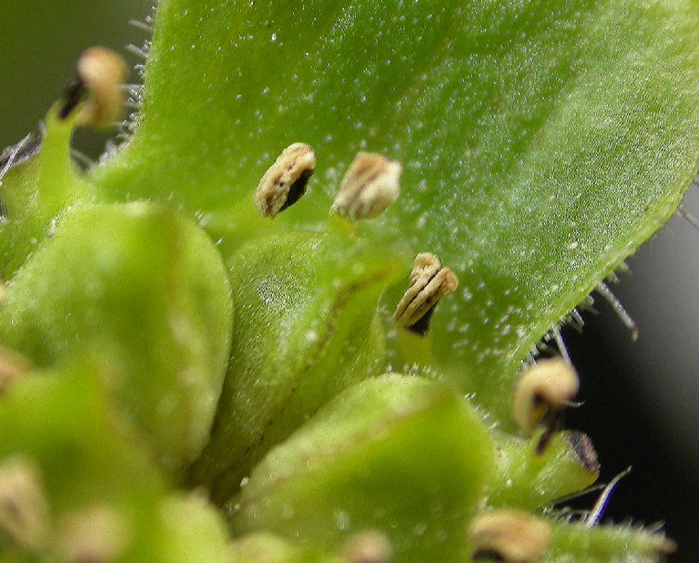 Aristolochiaceae Saruma henryi