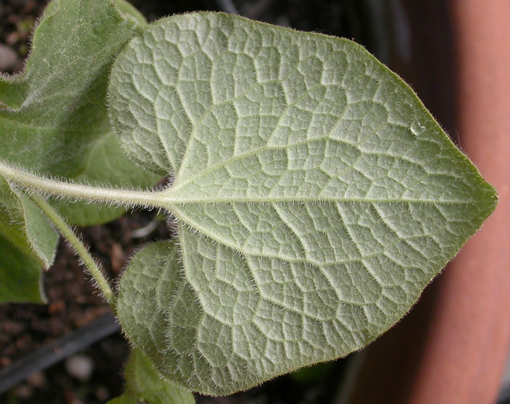 Aristolochiaceae Saruma henryi