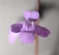 image of Lobelia nuttallii