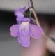 image of Lobelia nuttallii