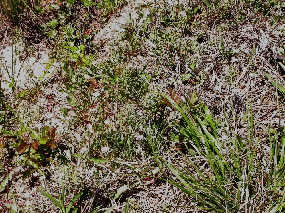 Brassicaceae Lepidium sativum