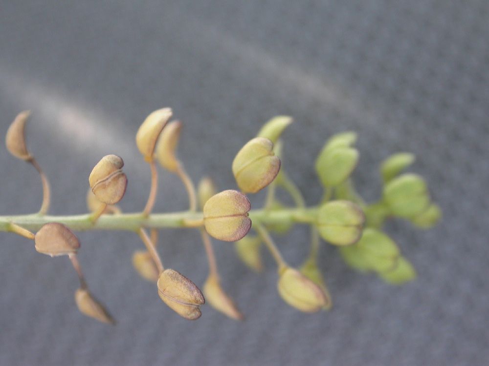 Brassicaceae Lepidium sativum