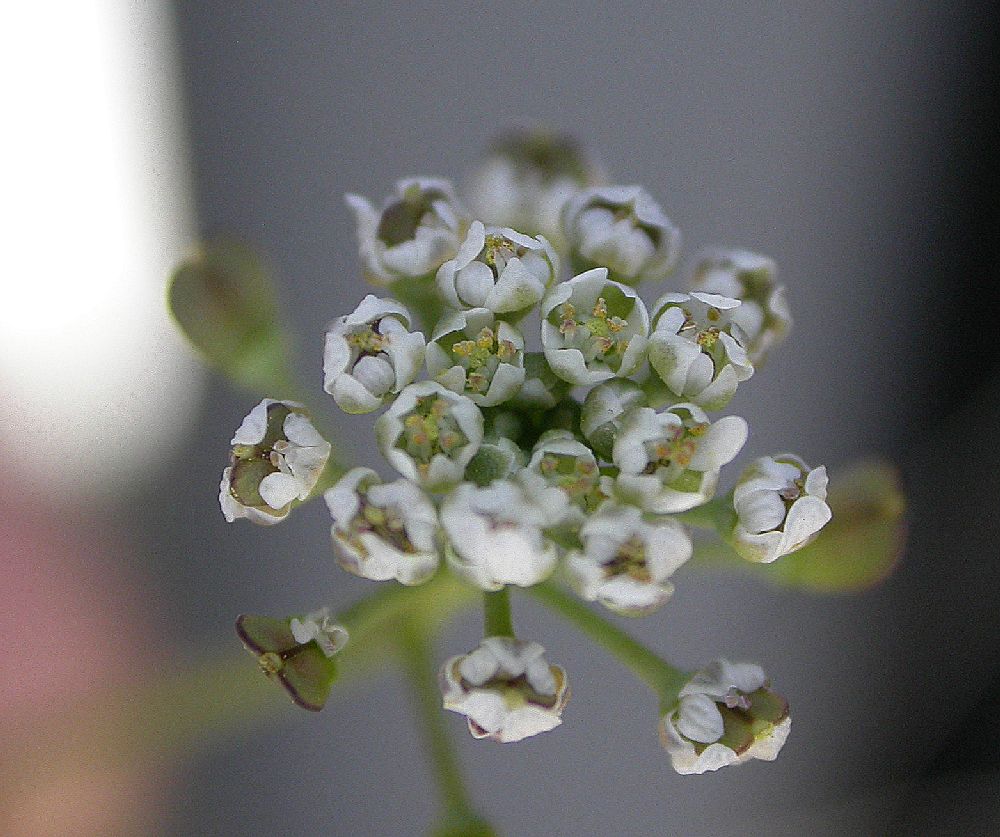 Brassicaceae Lepidium sativum