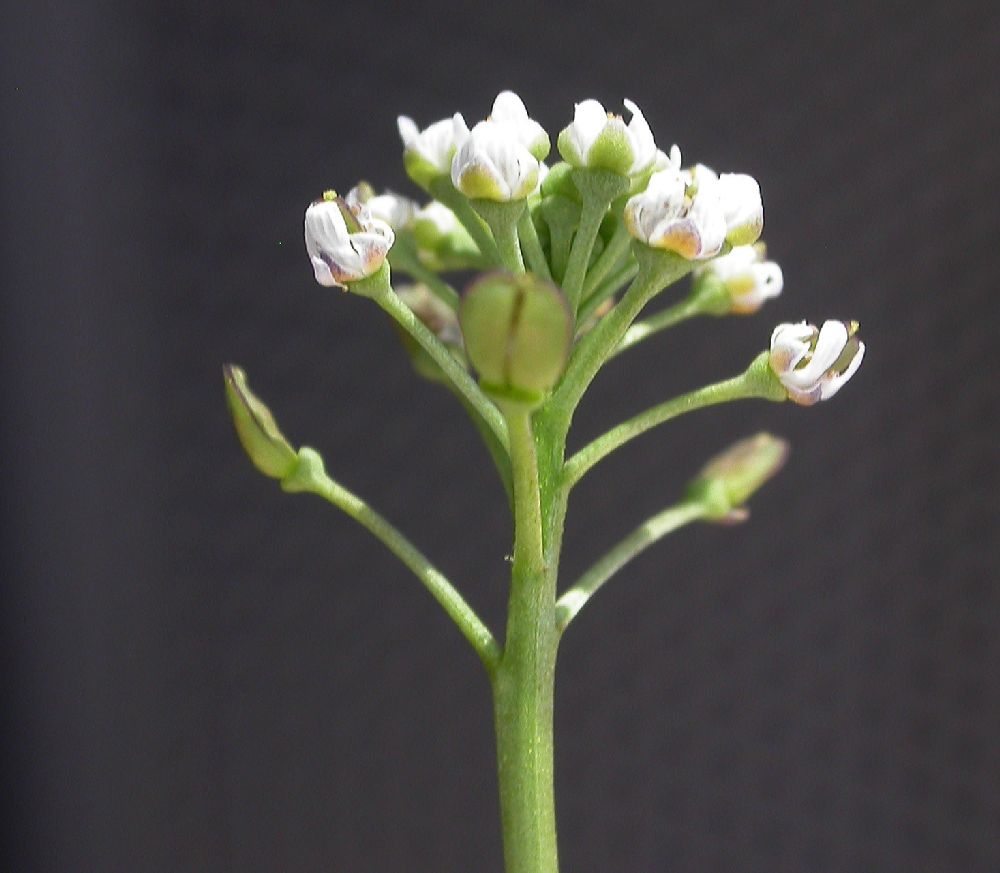 Brassicaceae Lepidium sativum