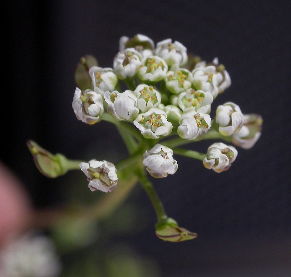 Brassicaceae Lepidium sativum