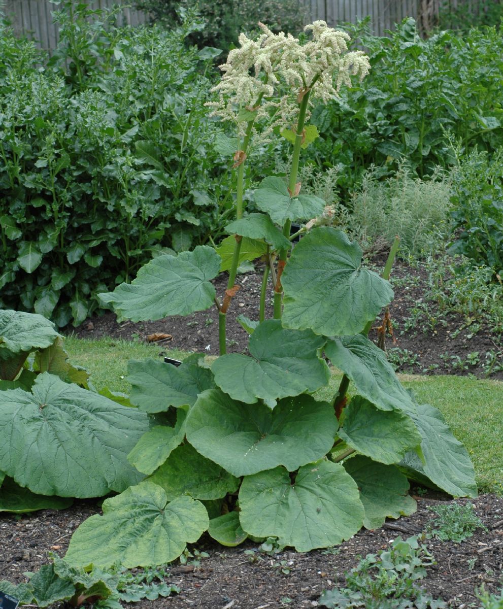 Polygonaceae Rheum pichonii