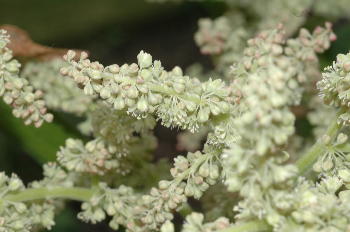 Polygonaceae Rheum pichonii