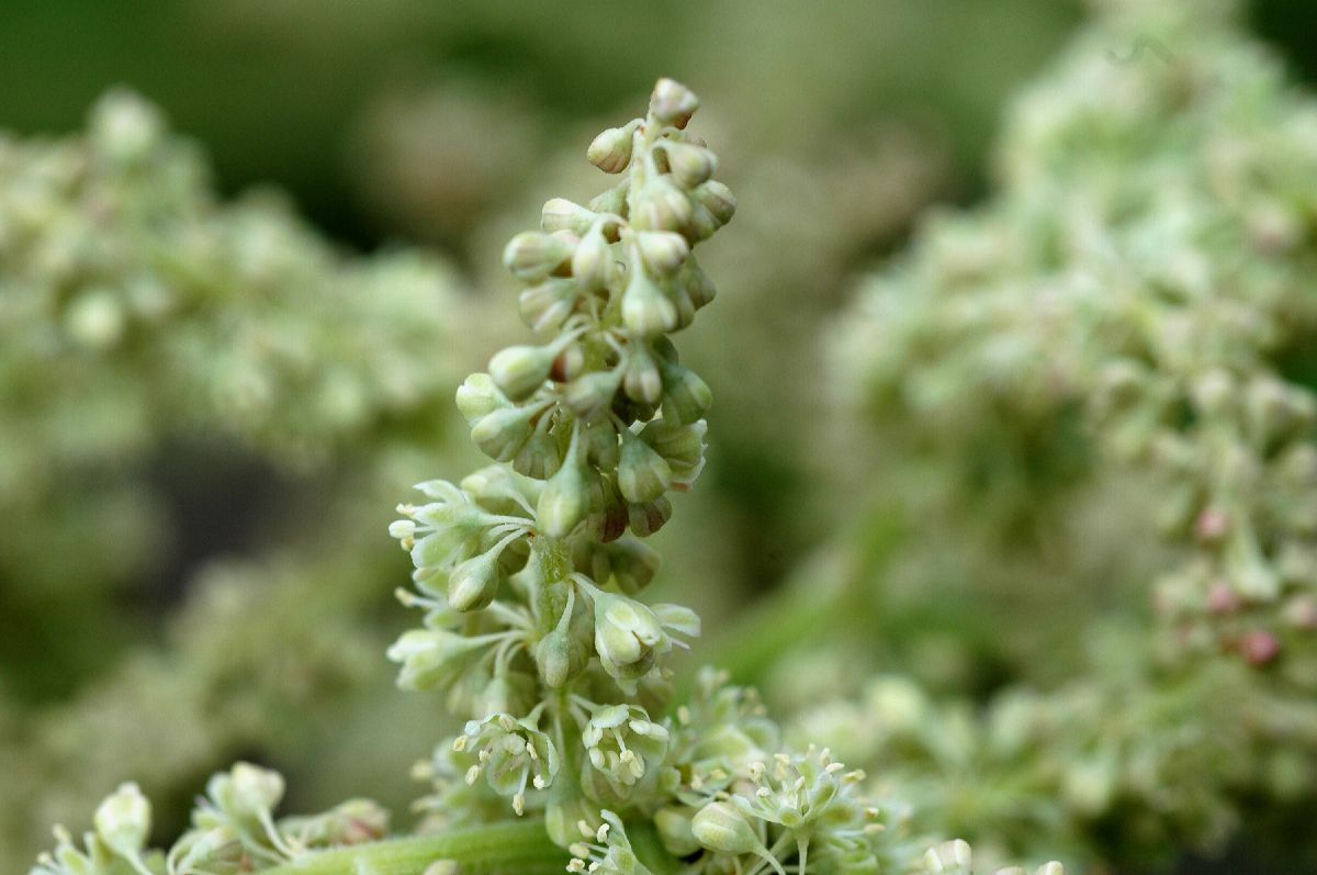 Polygonaceae Rheum pichonii