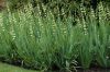 image of Sisyrinchium striatum