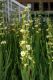 image of Sisyrinchium striatum