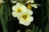 image of Sisyrinchium striatum