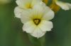 image of Sisyrinchium striatum