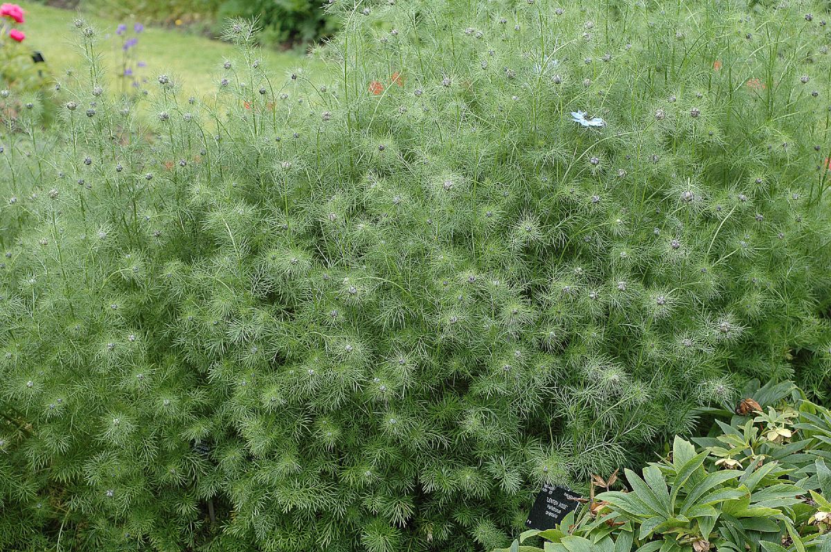 Ranunculaceae Nigella 